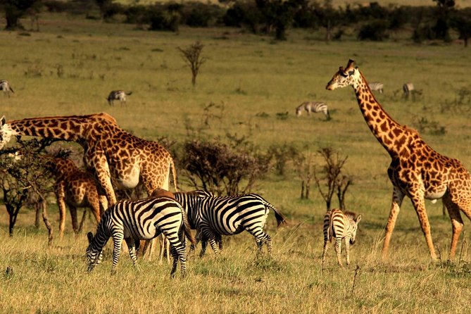2 Days Tarangire & Ngorongoro Budget Safari Tour Tanzania - The guide, chef, and small-group setup