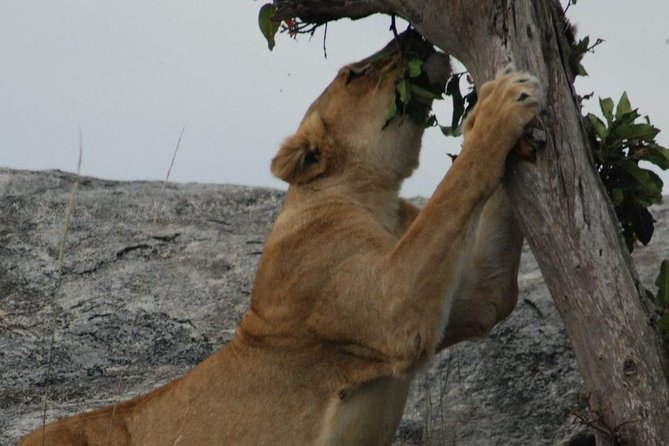 2 Days Tarangire & Ngorongoro Budget Safari Tour Tanzania - What the $520 price really covers
