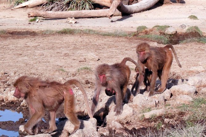 2 Days Wildlife Safari to Awash National Park - The Ilala Sala Plain and first game drive