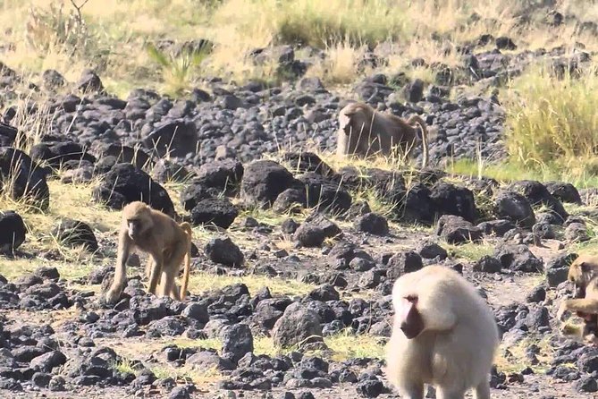 2 Days Wildlife Safari to Awash National Park - Awash River Falls adds a scenic change of pace