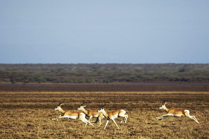 2 Days Wildlife Safari to Awash National Park - Overnight at Genet Hotel