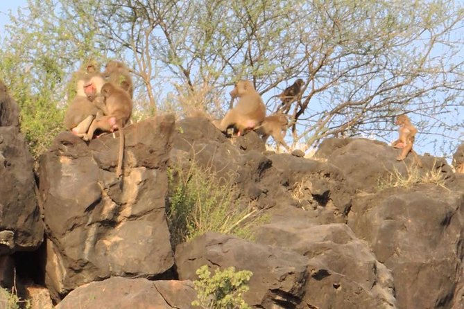 2 Days Wildlife Safari to Awash National Park - The morning drive when Awash wakes up
