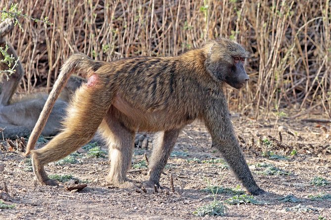 2 Days Wildlife Safari to Awash National Park - Is the $358.98 price good value?