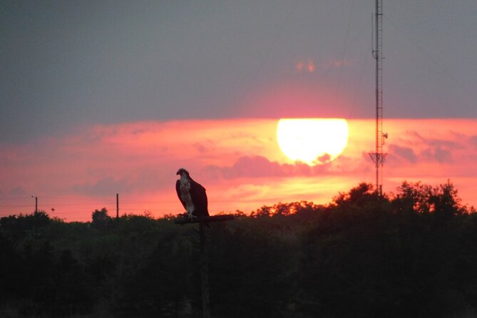 2-Hour Sunset Safari Eco Cruise on the Osprey from Cape May - Five things to know before you go