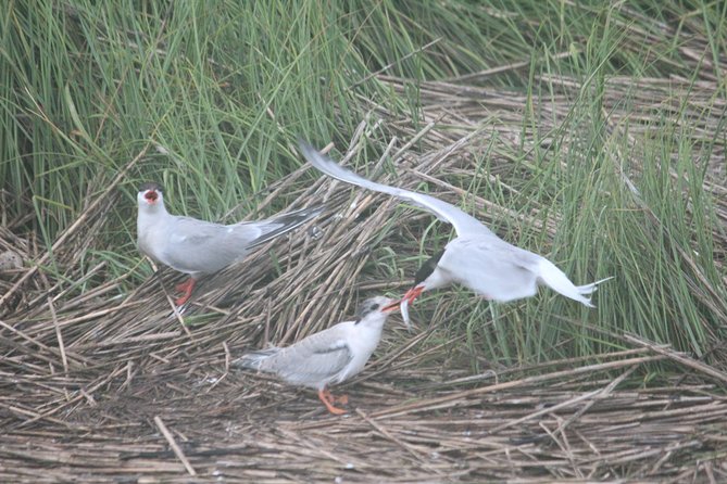 2-Hour Sunset Safari Eco Cruise on the Osprey from Cape May - What the boat is like on board