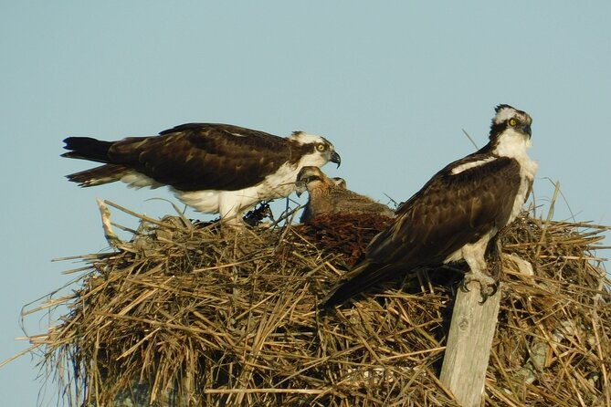 2-Hour Sunset Safari Eco Cruise on the Osprey from Cape May - Sunset, tides, and the question of timing
