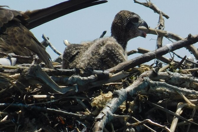 2-Hour Sunset Safari Eco Cruise on the Osprey from Cape May - The real value of the $38 price