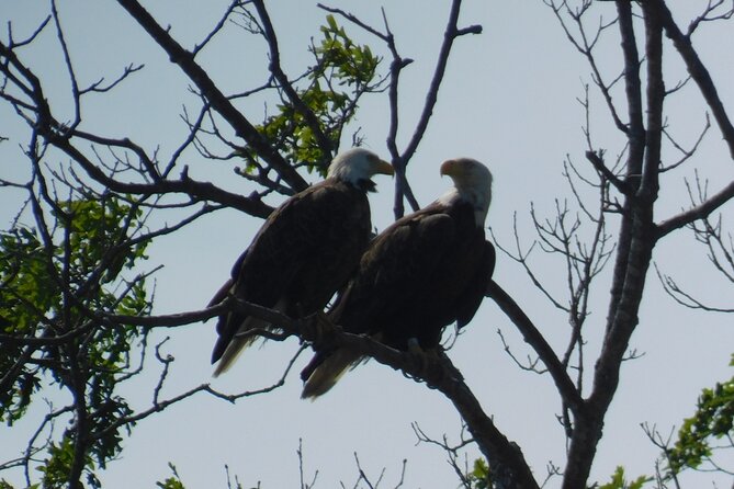 2-Hour Sunset Safari Eco Cruise on the Osprey from Cape May - A closer look at the two-hour route