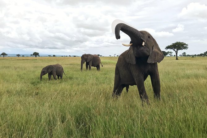 2 nights 3 days safari to mikumi national park - Key points before you book