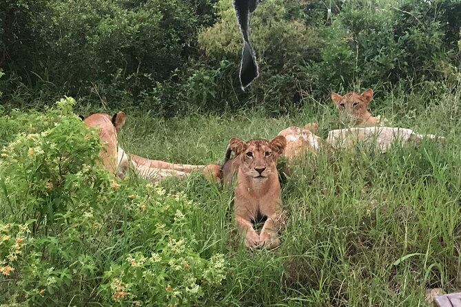 2 nights 3 days safari to mikumi national park - What the guides add to the experience
