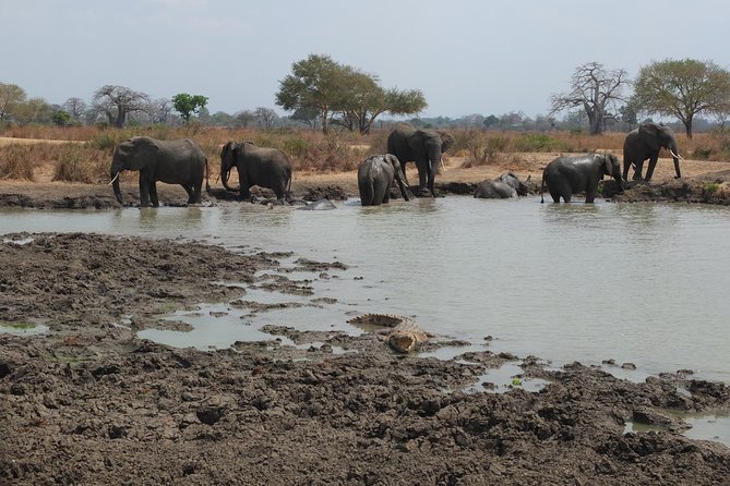 2 nights 3 days safari to mikumi national park - The return to Dar es Salaam on day three
