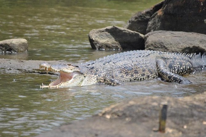 2h Bentota River Safari: Crocodiles, Monkeys, Mangrove & more - The king coconut break is small but well judged