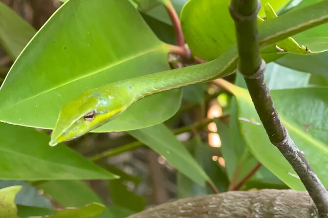 2h Bentota River Safari: Crocodiles, Monkeys, Mangrove & more - What you may see during the two-hour river ride