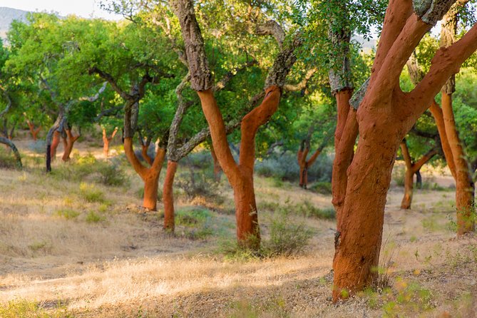 2hr Cork Safari in a Classical Land Rover - Two Hours Through the Cork Forest