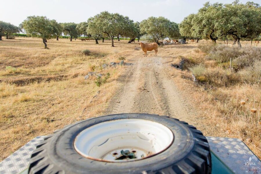 2hr Cork Safari in a Classical Land Rover - Booking Advice for a Smoother Day