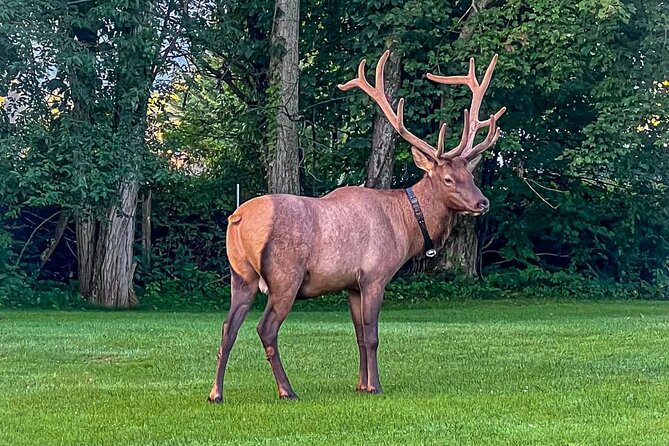 3 - 3.5 HR Smoky Mtn. Cherokee Eco Elk Safari Jeep Adventure - Quick points before you book