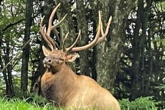 3 - 3.5 HR Smoky Mtn. Cherokee Eco Elk Safari Jeep Adventure - Why this Cherokee elk safari is different