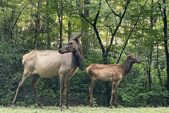 3 - 3.5 HR Smoky Mtn. Cherokee Eco Elk Safari Jeep Adventure - Blue Ridge Parkway: thirty minutes of big views