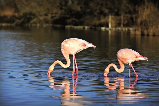 3.5 Hour Camargue 4x4 Safari from Le Grau-du Roi - Key things to know before you go