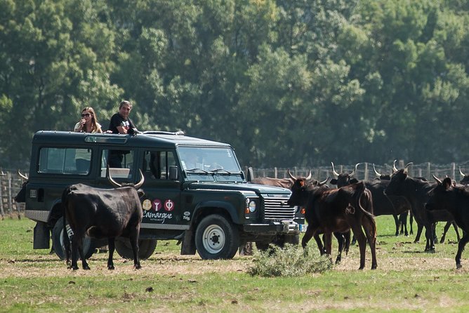 3.5 Hour Camargue 4x4 Safari from Le Grau-du Roi - A good family outing, with a few limits