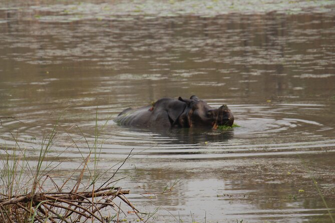 3-Day Chitwan National Park Jungle Safari Tour Package with Pick Up - Bird-watching and the final morning