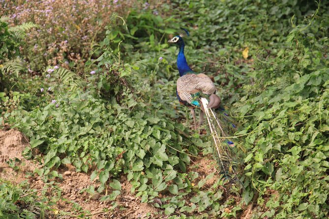 3-Day Chitwan National Park Jungle Safari Tour Package with Pick Up - Meals, resort comfort, and daily rhythm