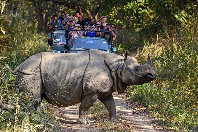 3-Day Chitwan National Park Jungle Safari Tour Package with Pick Up - Safety, solo travel, and service