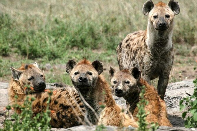 3 Day Classic, Guided Serengeti Safari - Key points before you book