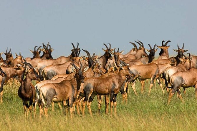3 Day Classic, Guided Serengeti Safari - Leaving Arusha at 8:00 am