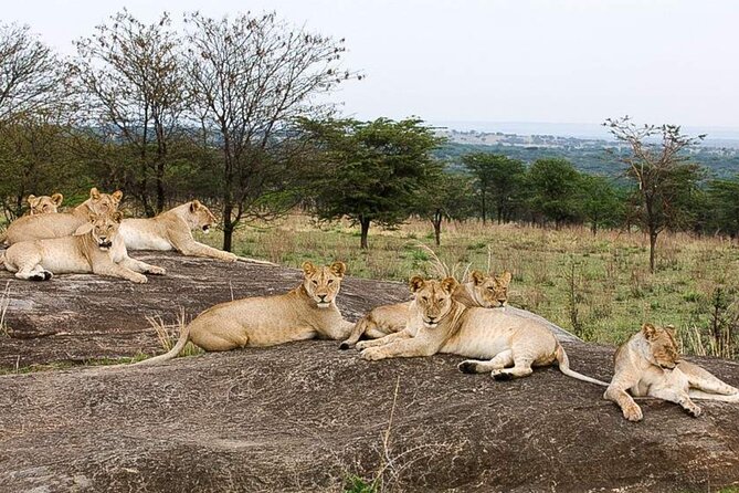 3 Day Classic, Guided Serengeti Safari - What the $1,595 price covers