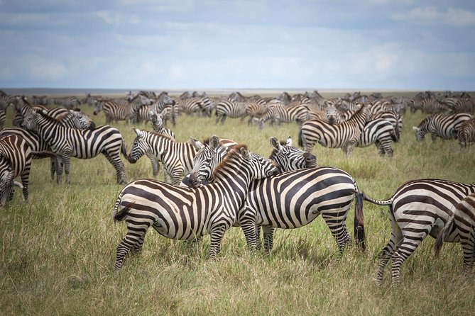 3-Day Classic Serengeti Safari - Day one: from Arusha to the Serengeti