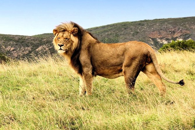 3 Day Garden Route Highlights and Safari with Private Transfers - What this three-day Garden Route tour is really like