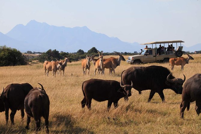 3 Day Garden Route Highlights and Safari with Private Transfers - Canoeing near Wilderness