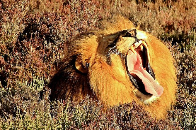 3 Day Garden Route Highlights and Safari with Private Transfers - Botlierskop and the safari finale