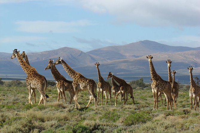 3 Day Garden Route Highlights and Safari with Private Transfers - Cango Caves: a cool change from the Karoo