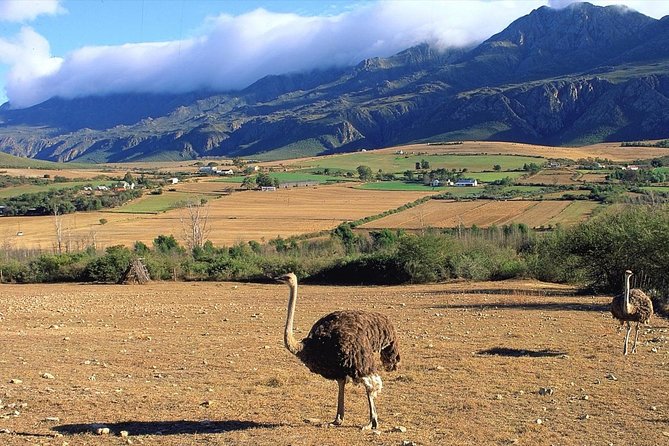 3 Day Garden Route's Best Highlights with Safari from Cape Town - The second night: Sedgefield, Wilderness, or Knysna