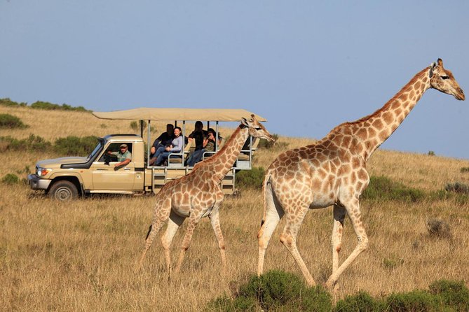 3 Day Garden Route's Best Highlights with Safari from Cape Town - Day three: Botlierskop safari and the long return