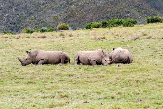 3 Day Garden Route's Best Highlights with Safari from Cape Town - Price, group size, and what you actually receive