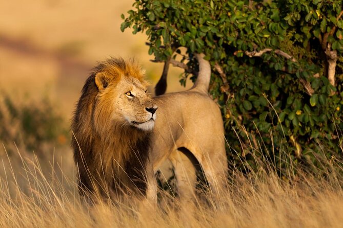 3 Day Masai Mara Budget Joining Safari on 4×4 - Daily Departures - Key points to know before booking