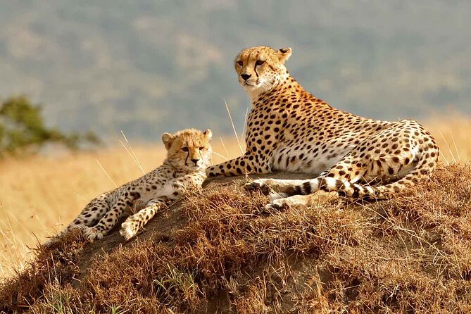 3 Day Masai Mara Budget Joining Safari on 4×4 - Daily Departures - Why this three-day Mara trip offers good value