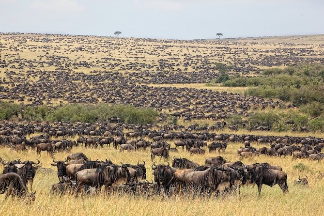 3 Day Masai Mara Budget Joining Safari on 4×4 - Daily Departures - Day two: the crucial eight-hour wildlife day