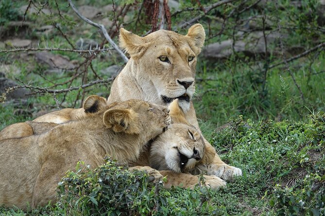 3 Day Masai Mara Budget Joining Safari on 4×4 - Daily Departures - Day one: Nairobi, the Rift Valley, and your first Mara drive