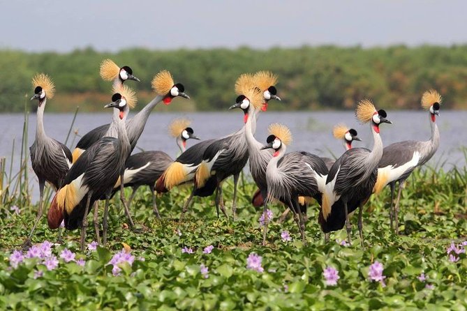 3 Day Private safari to Murchison Falls National Park with Big Five Experience - Why This Safari Works as a Short Uganda Introduction