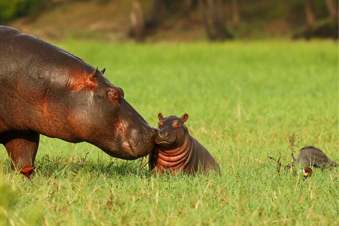 3 Day Private safari to Murchison Falls National Park with Big Five Experience - Day 2: Early Wildlife on the Buligi Circuit