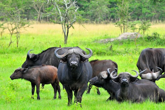 3 Day Private safari to Murchison Falls National Park with Big Five Experience - The Nile Boat Cruise and Murchison Falls