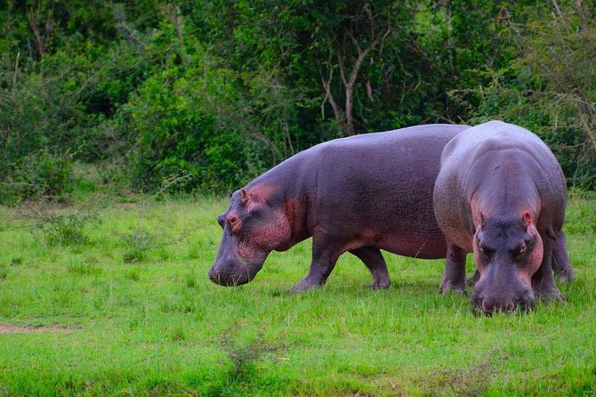 3 Day Private safari to Murchison Falls National Park with Big Five Experience - Is $1,400 Per Person Good Value?
