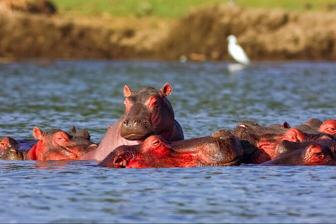 3 Day Private safari to Murchison Falls National Park with Big Five Experience - Who Should Book This Safari?