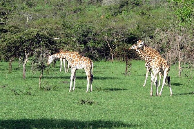 3 Day Private safari to Murchison Falls National Park with Big Five Experience - Day 1: From Kampala to Ziwa Rhino Sanctuary