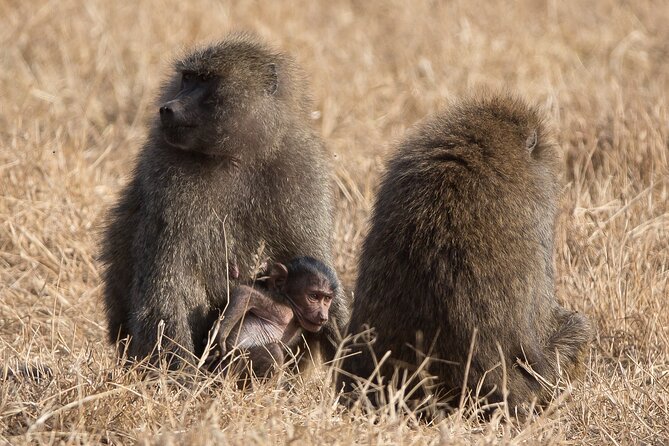 3 Day Private Serengeti Safari Tour with One Way Flight - Day three: the Ngorongoro Crater experience