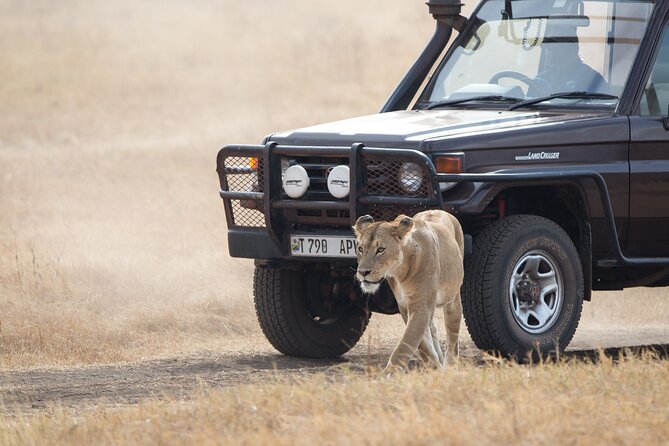 3 Day Private Serengeti Safari Tour with One Way Flight - What the private format adds